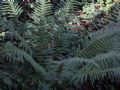 Polystichum setiferum